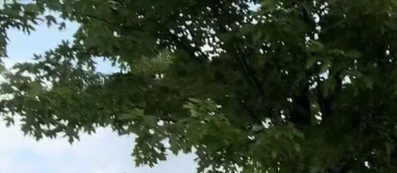 刘恺威携女儿游加拿大！9岁小糯米惊艳似杨幂，穿百元鞋长腿吸睛(图2)